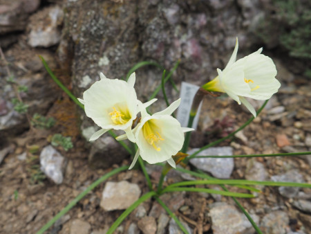 Narcissus bulbocodium ´White Petticoat´